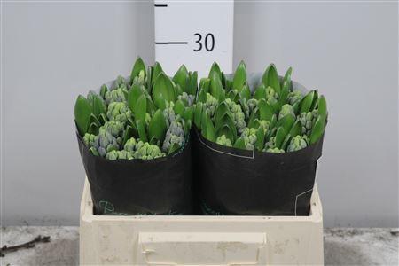 <h4>Hyac Delft Blue</h4>