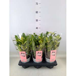 Dendrobium nob. 'StarCla Apollon'