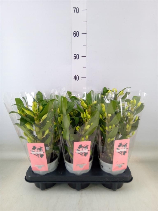 <h4>Dendrobium nob. 'StarCla Apollon'</h4>