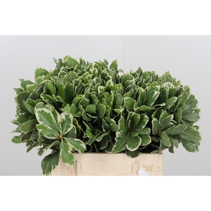 Pittosporum Ilan