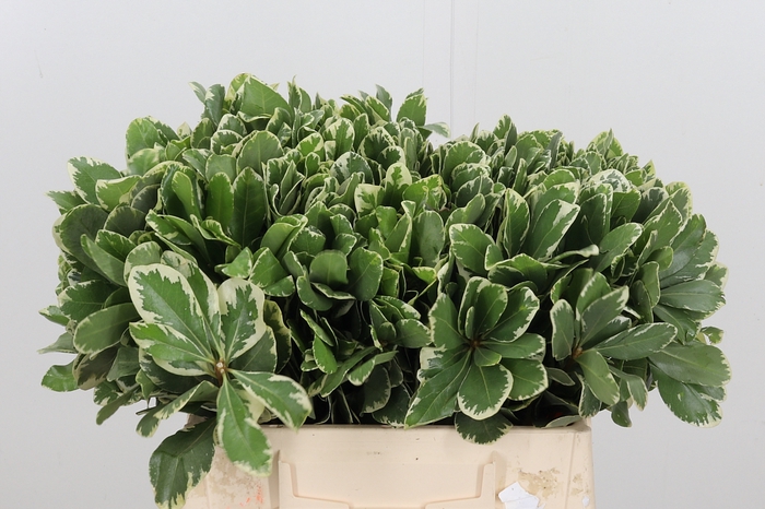 Pittosporum Ilan