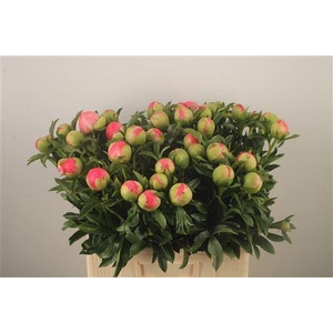 Paeo L Coral Sunset Ex