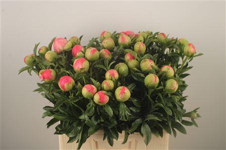 <h4>Paeo L Coral Sunset Ex</h4>
