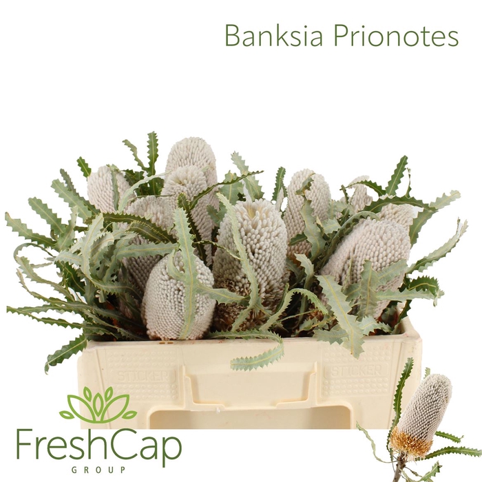 <h4>Banksia Prionotes</h4>