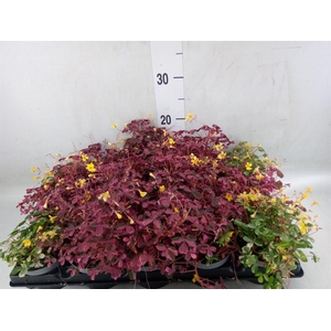Oxalis   ...