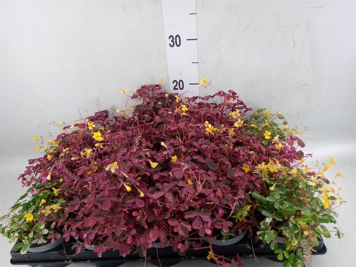 <h4>Oxalis   ...</h4>
