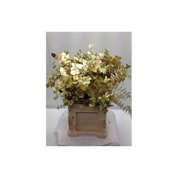 <h4>Euc Cinerea V Goud</h4>