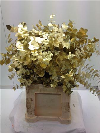 Euc Cinerea V Goud