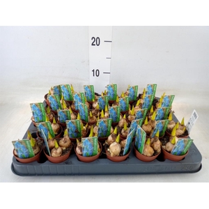 Muscari  'Magic Blue'