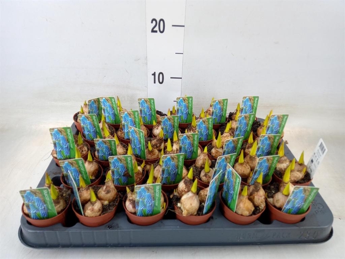 <h4>Muscari 'Magic Blue'</h4>