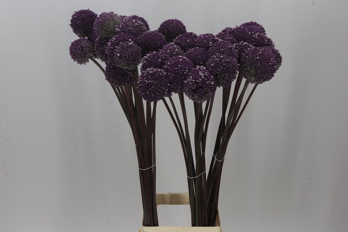 <h4>Allium Summer Drummer</h4>
