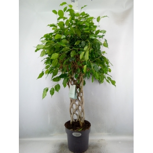 Ficus benja.   ...special shapes