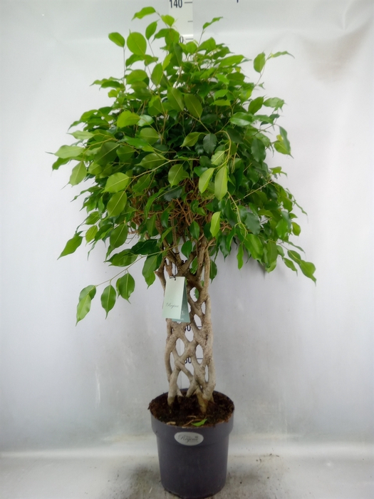 <h4>Ficus benja.   ...special shapes</h4>