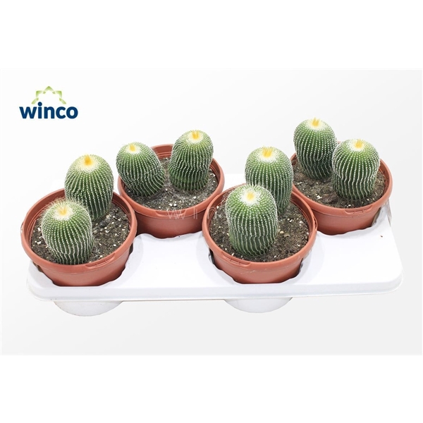 <h4>Notocactus Leninghausi Inermis (group)</h4>