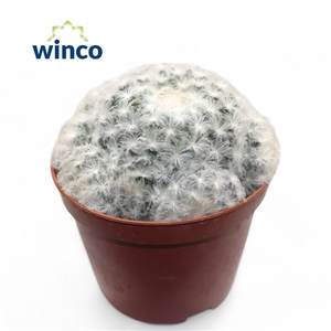 Mammillaria Plumosa