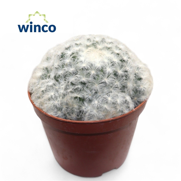 <h4>Mammillaria Plumosa</h4>
