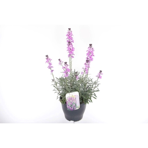 Erysimum linifolium Bowles Mauve