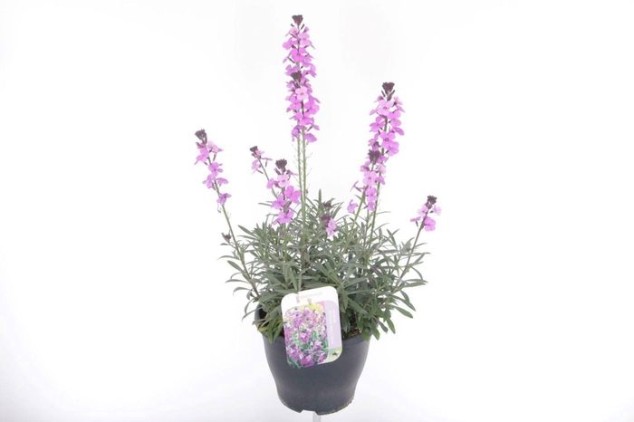 Erysimum linifolium Bowles Mauve