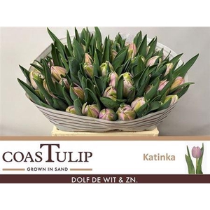 Tu [coas] Du Katinka