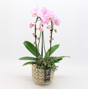 PHAL-2431RZ Phalaenopsis creatie