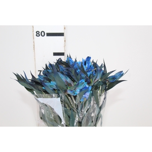ALSTROEMERIA TINGIDA 080 CM AZUL