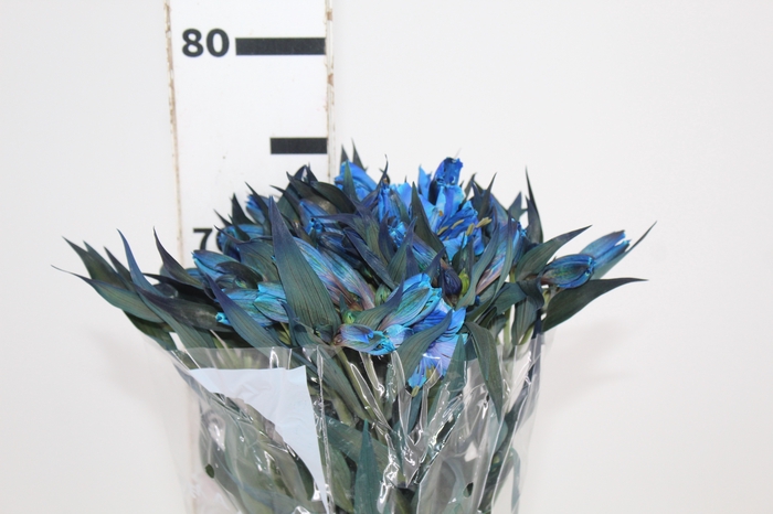 <h4>ALSTROEMERIA TINGIDA 080 CM AZUL</h4>