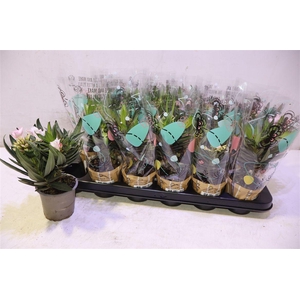 arr8 Nerium Oleander Ov