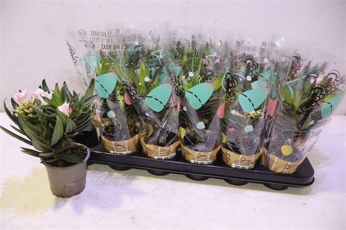 <h4>arr8 Nerium Oleander Ov</h4>