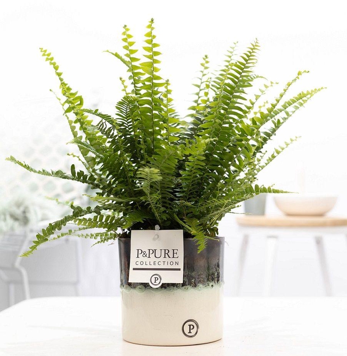 <h4>Nephrolepis Gr.Lady in P&PURE Illusion cer. perfectly imperfecta</h4>