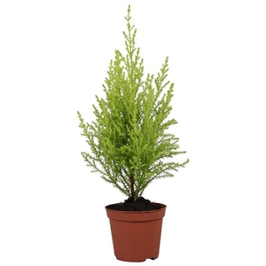 Cupressus Wilma