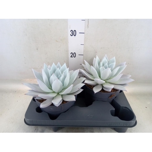 Echeveria  'Mexican Giant'