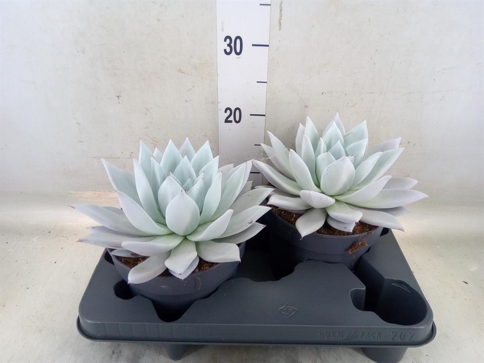 <h4>Echeveria  'Mexican Giant'</h4>