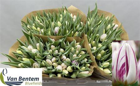 <h4>Tu En Flaming Flag</h4>