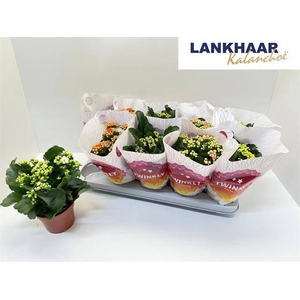 KAL GE PERF GEM 5 KL