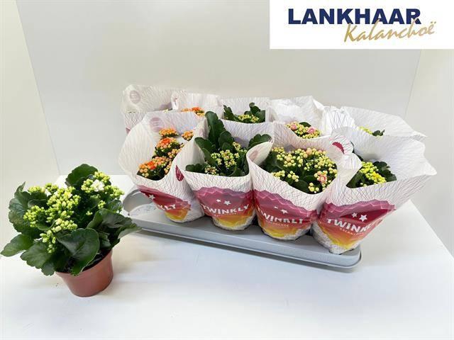 <h4>KAL GE PERF GEM 5 KL</h4>