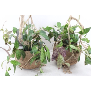 arr3 Kokoplant - Aeschyna marmoratus