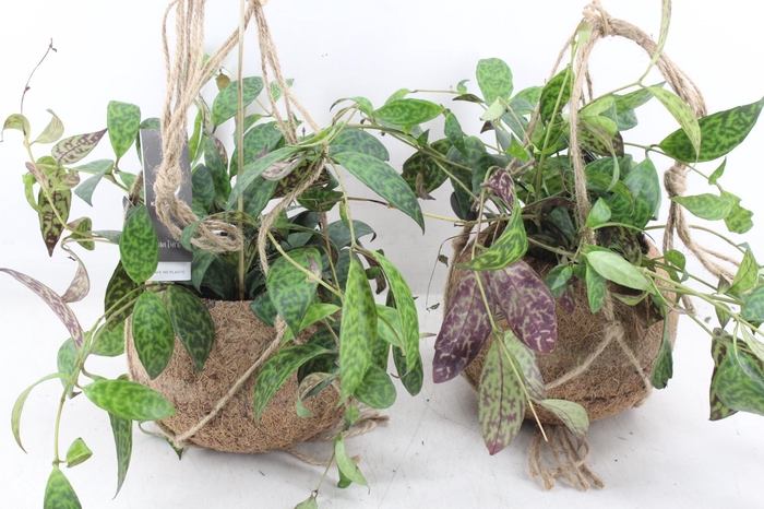 <h4>arr3 Kokoplant - Aeschyna marmoratus</h4>