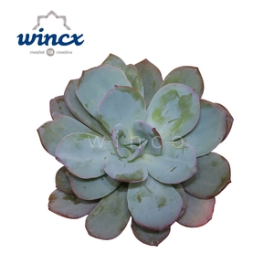 Echeveria Lauii Hybride Cutflower Wincx-8cm