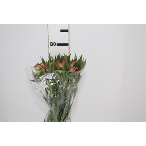ALST. ALYNA 070 CM