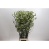 Anigozanthos Green