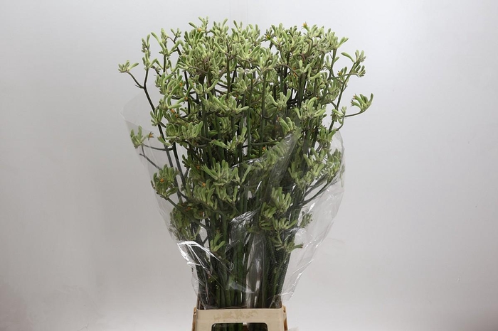 <h4>Anigozanthos Green</h4>