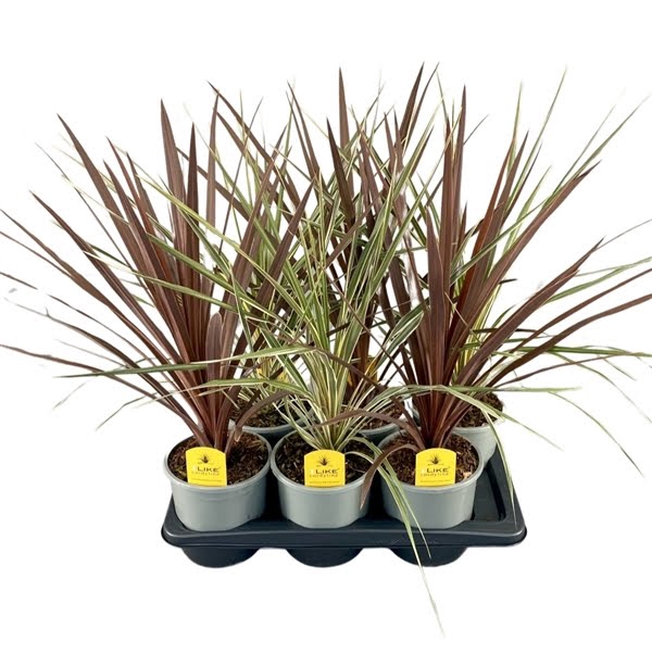 <h4>Cordyline Australis Mix Tray - 17cm Redstar/Variegata</h4>