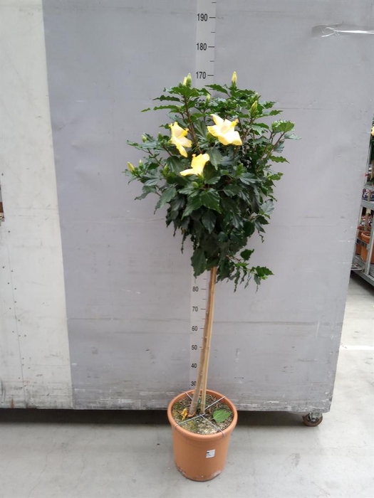 <h4>Hibiscus rosa-sin. 'Sunny Valencia'</h4>