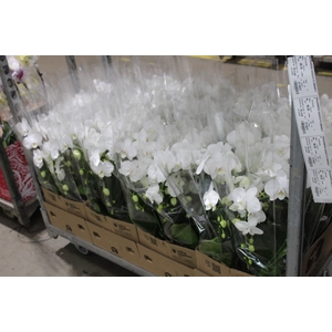 PHALAENOPSIS CASCATA P12 BRANCO 2 HT