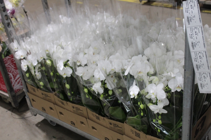 <h4>PHALAENOPSIS CASCATA P12 BRANCO 2 HT</h4>