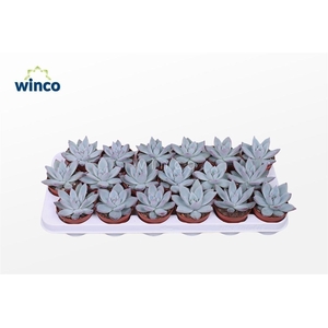 Echeveria Colorata Ice