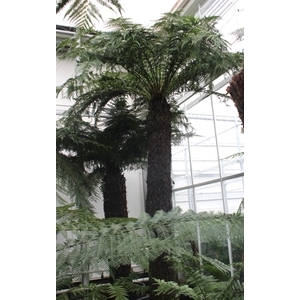 Dicksonia antarctica