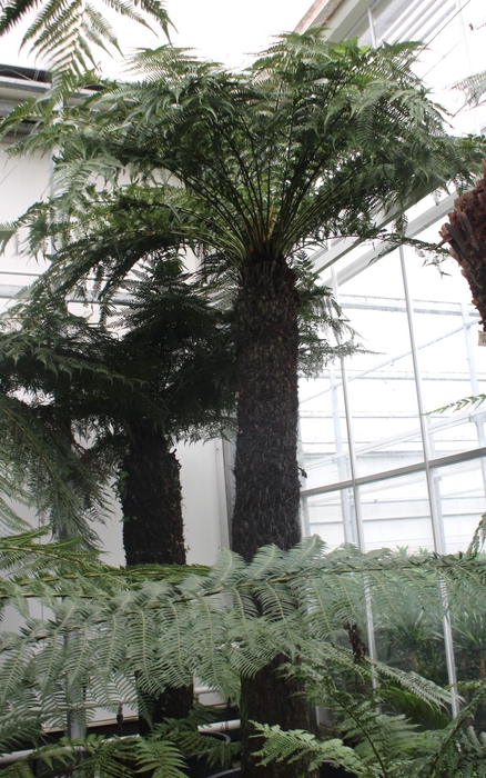 <h4>Dicksonia antarctica</h4>