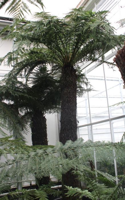 <h4>Dicksonia antarctica</h4>