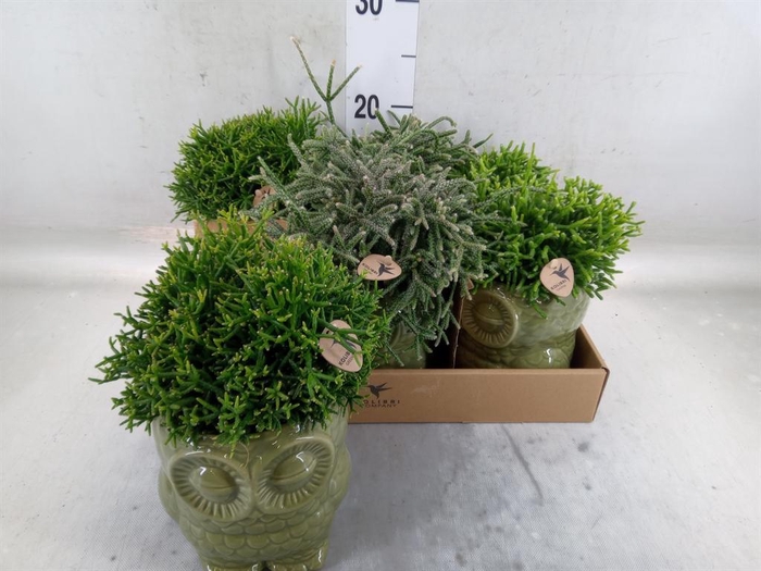 <h4>Rhipsalis   ...mix</h4>